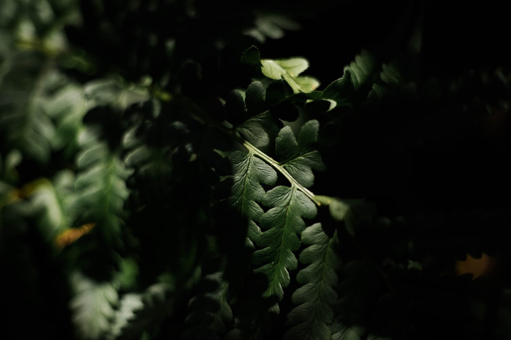 green leaves in close up photography
