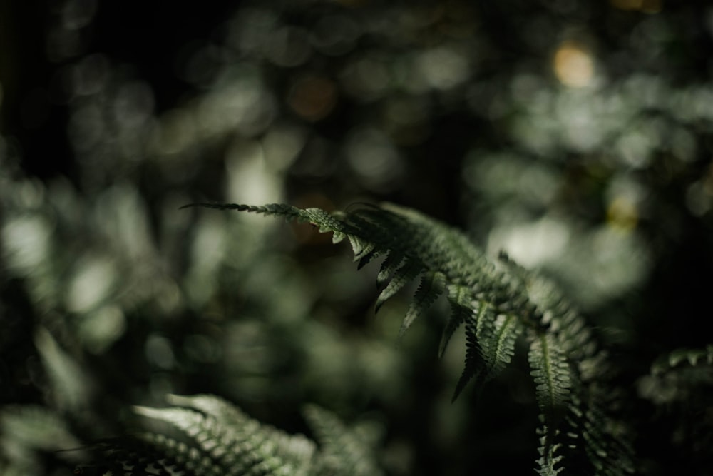 green fern in close up photography