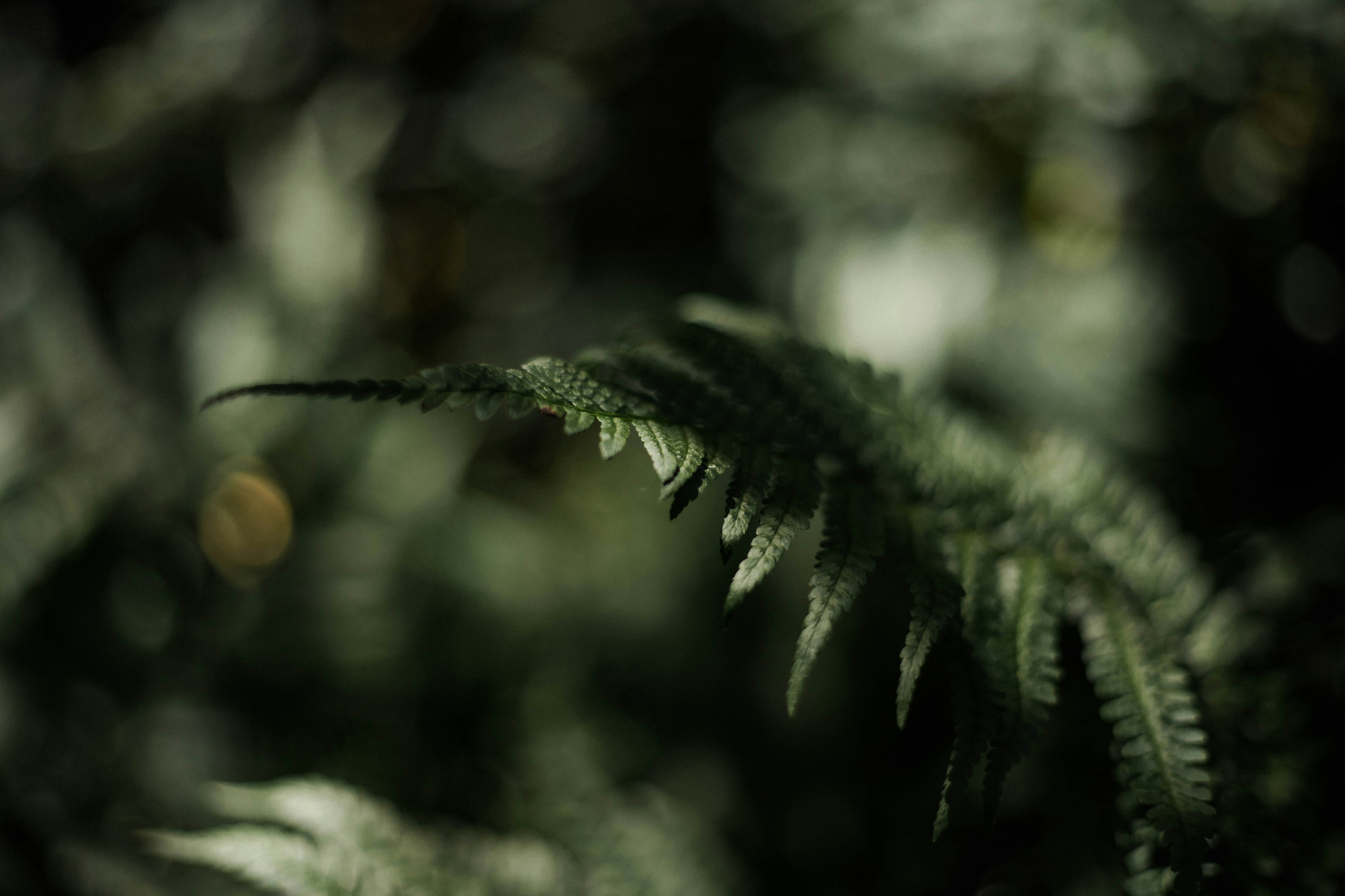 Photo by oddityandgrace