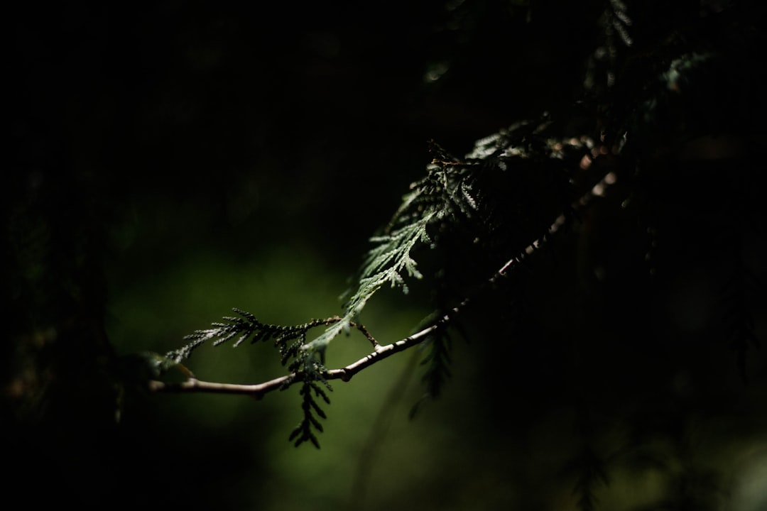 green tree branch in tilt shift lens