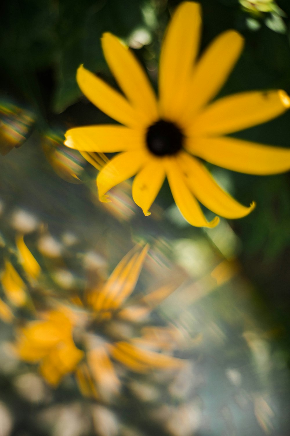 fleur jaune dans une lentille à bascule et décentrement