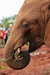 brown elephant walking on brown soil during daytime