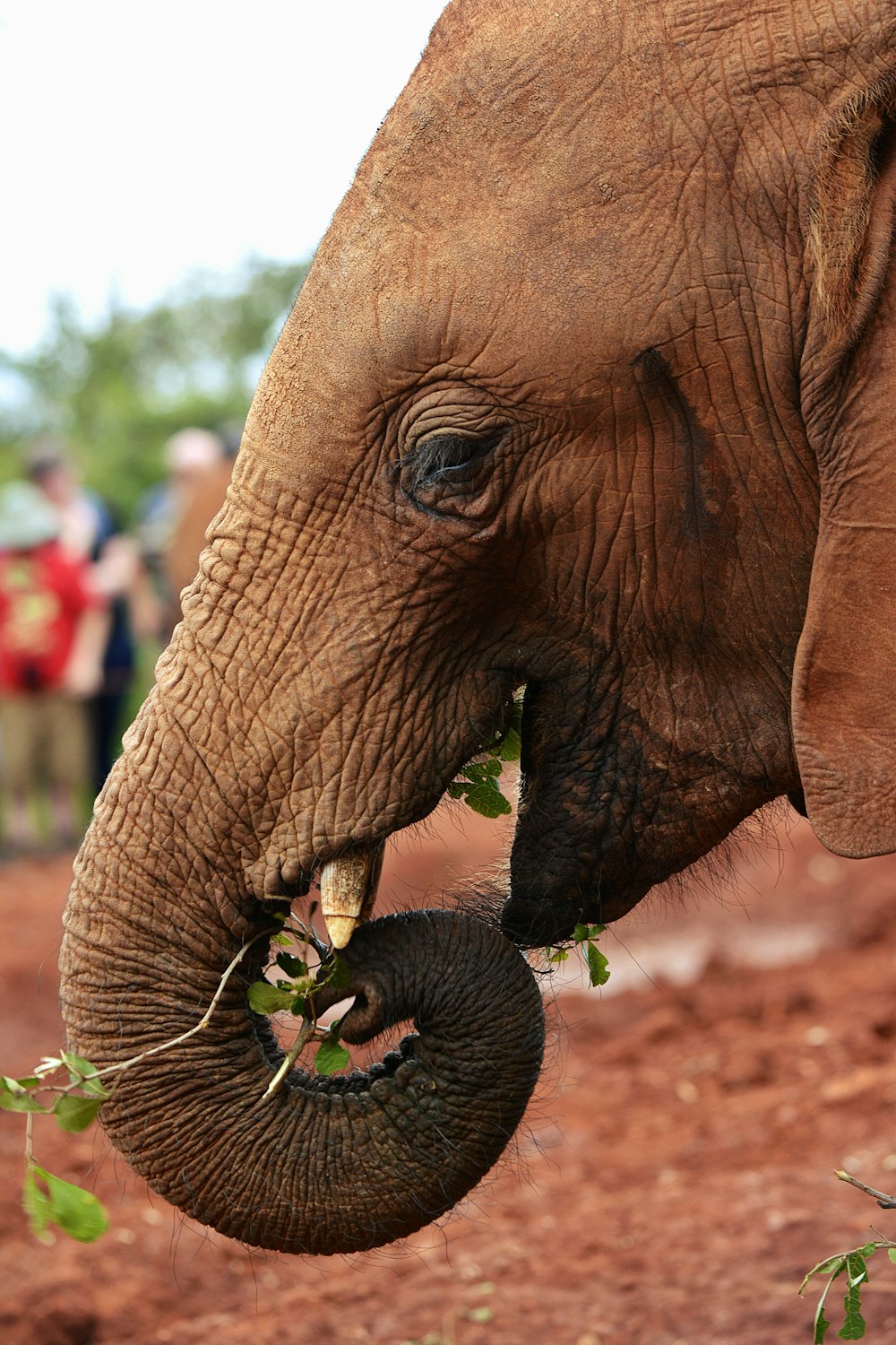 brown elephant walking on brown soil during daytime