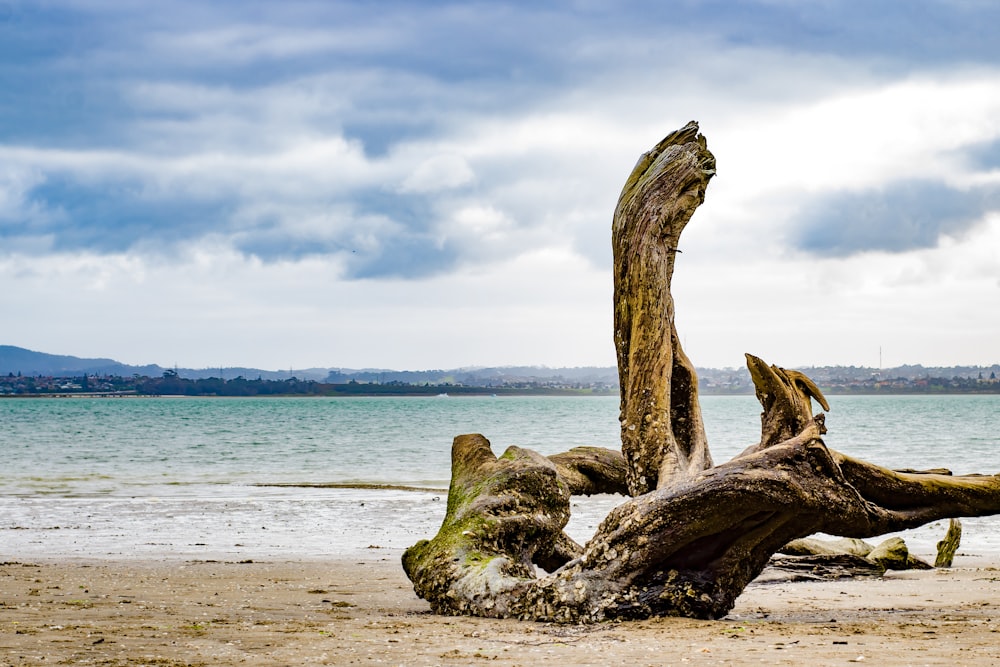 brown tree trunk on beach during daytime