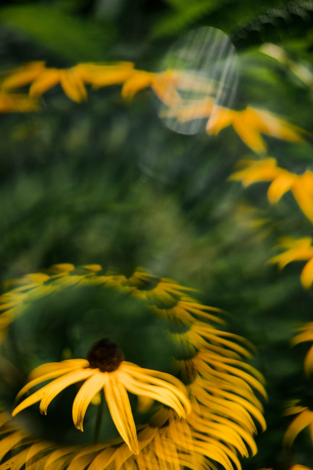 Girasol amarillo en lente de cambio de inclinación