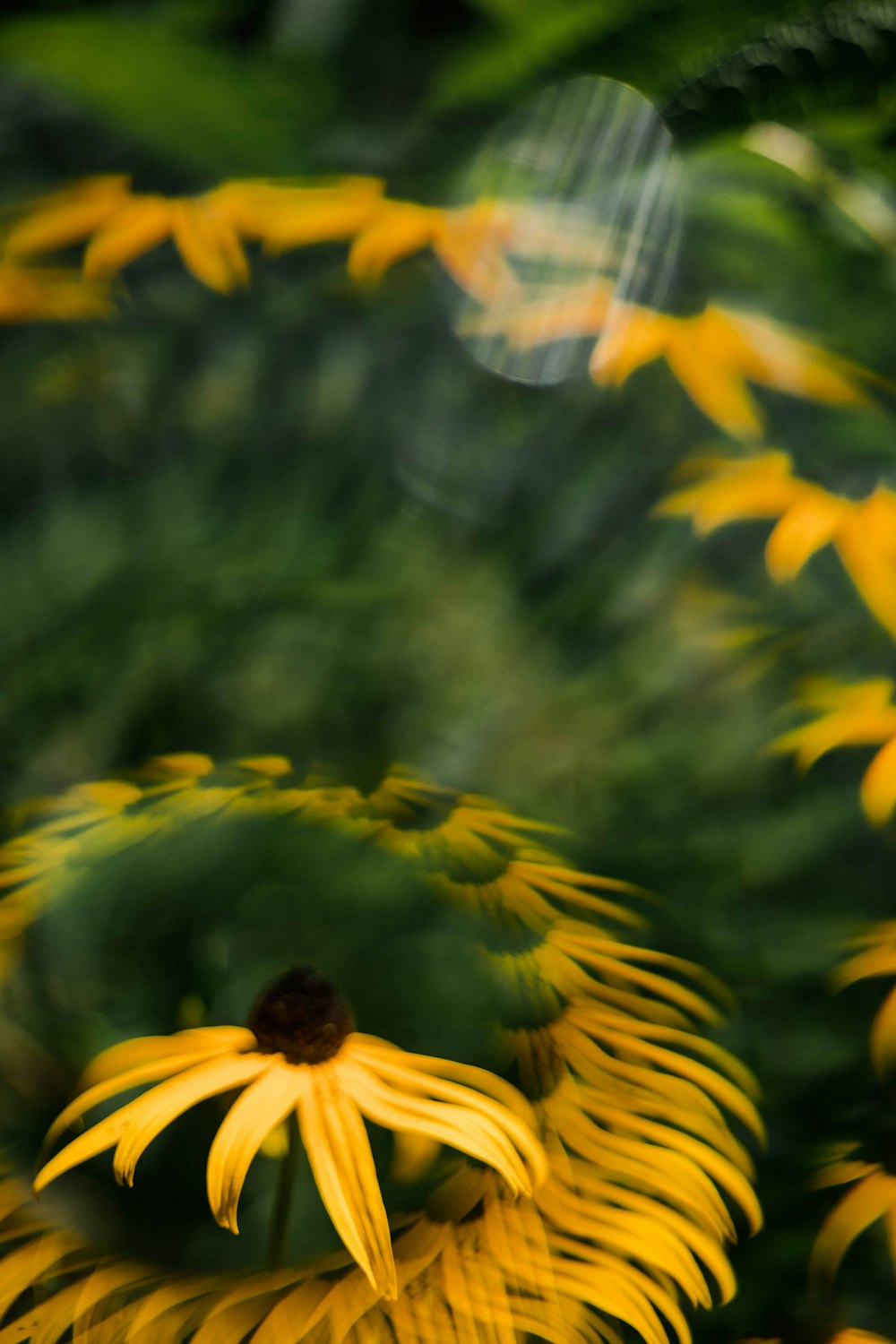 yellow sunflower in tilt shift lens