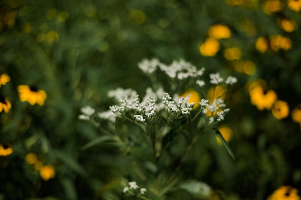 yellow flower in tilt shift lens