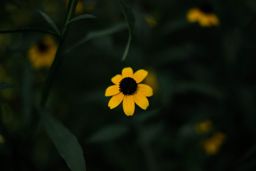 yellow flower in tilt shift lens