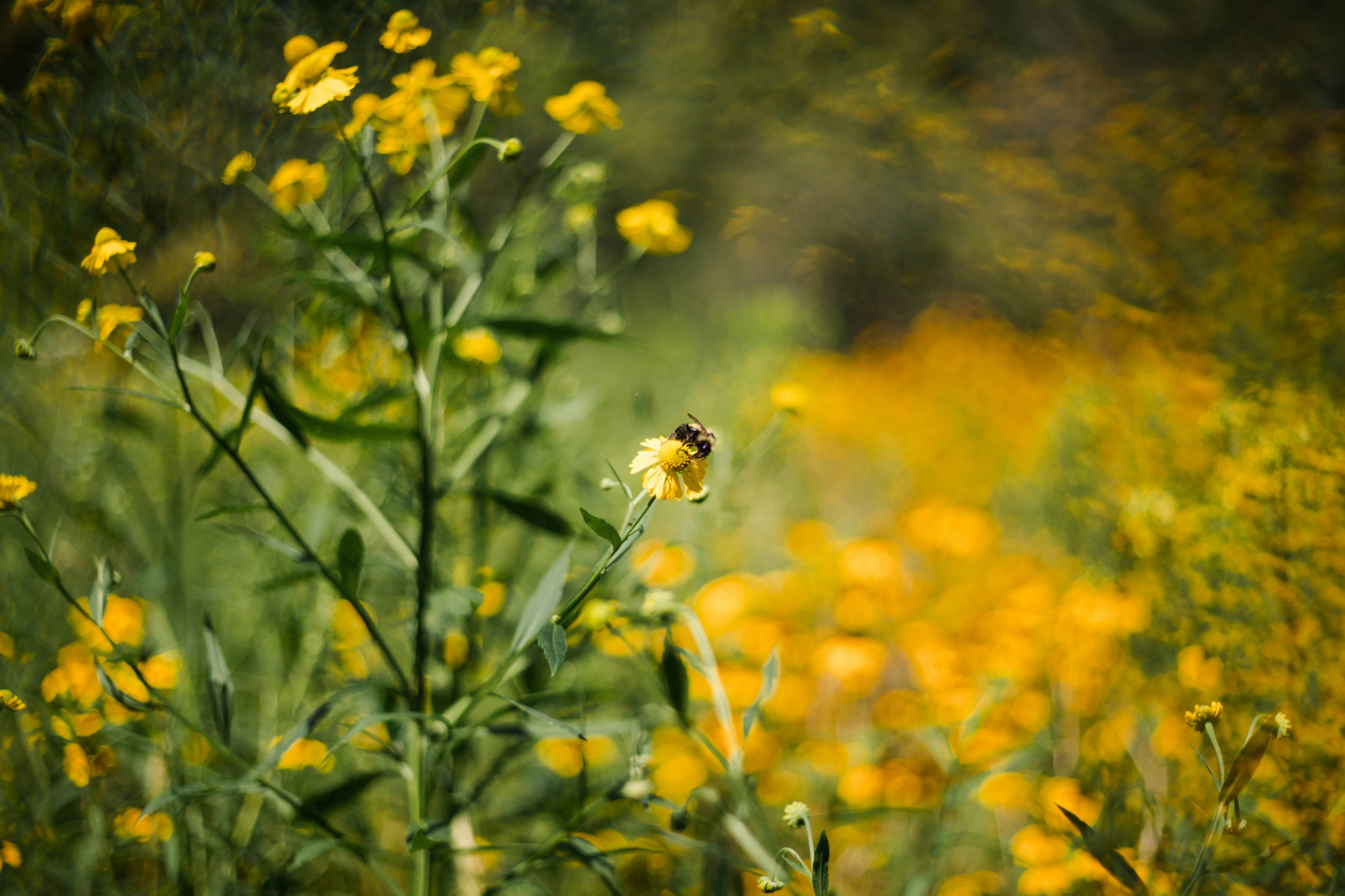 yellow flower with bee on top