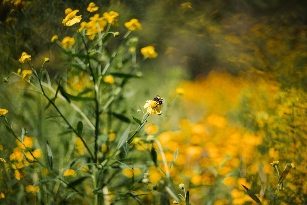 fleur jaune avec abeille sur le dessus