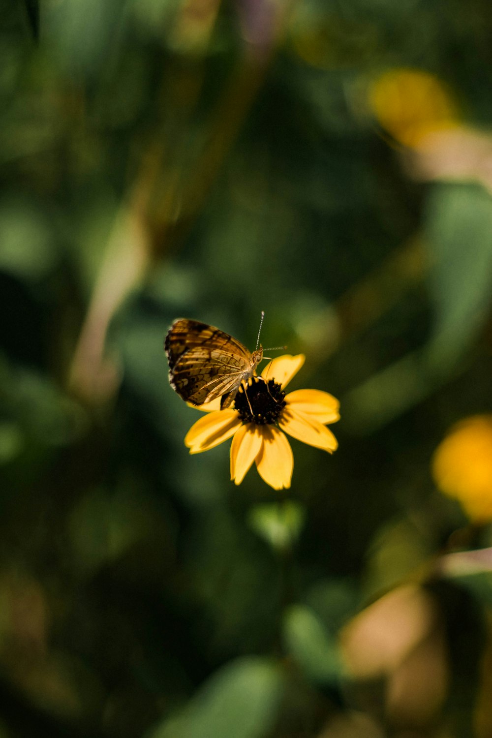 黄色い花にとまる茶色の蝶が昼間の接写で