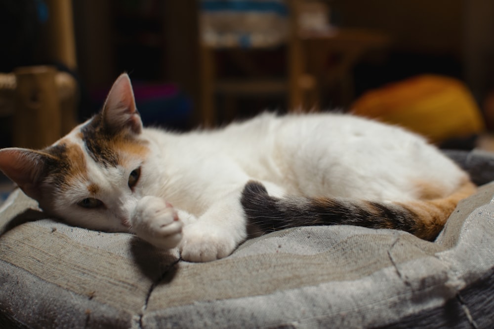 white and brown cat lying on gray textile