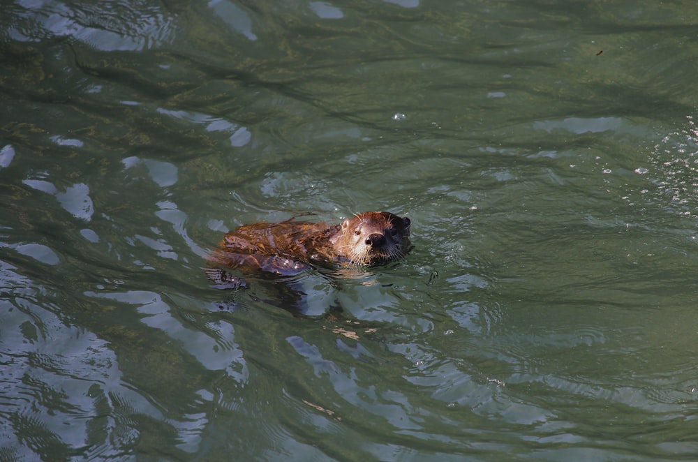 brown short coated dog in water