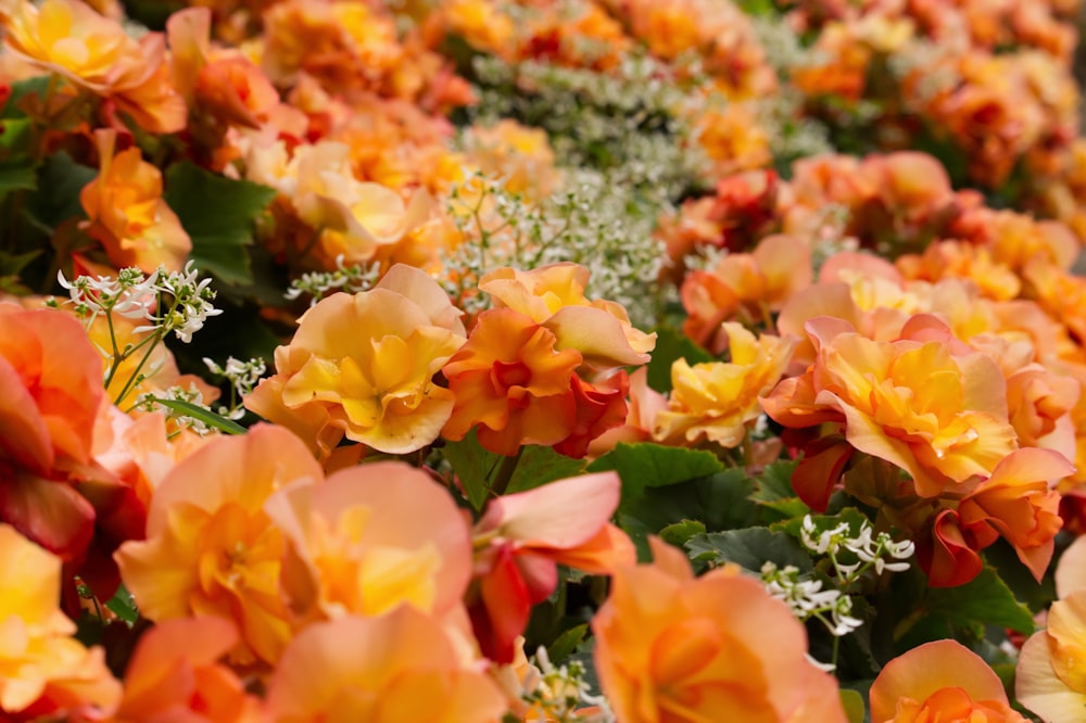 yellow and pink flowers with green leaves