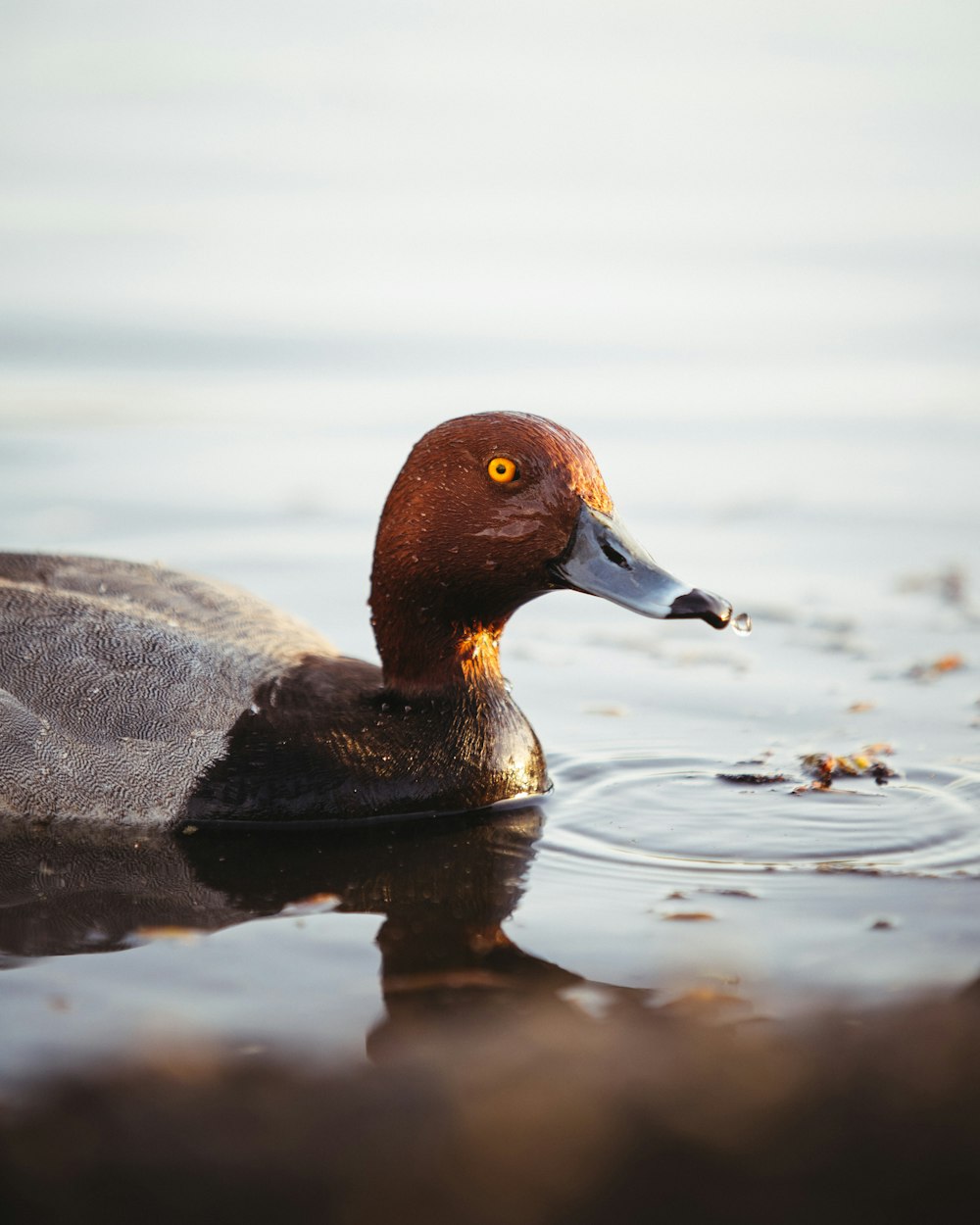 brown and gray duck on water