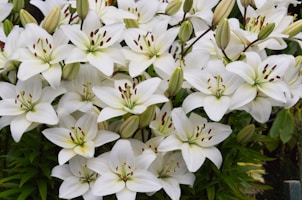 Elegant white lilies with lush green leaves, perfectly arranged for a serene home decor touch.