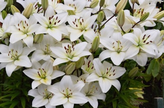 Elegant arrangement of white lilies with lush green leaves.