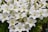 A cluster of elegant white lilies with prominent stamens and buds, surrounded by lush green foliage, creating a dense and vibrant display of natural beauty.