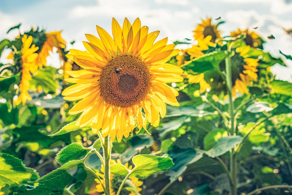 yellow sunflower in close up photography during daytime