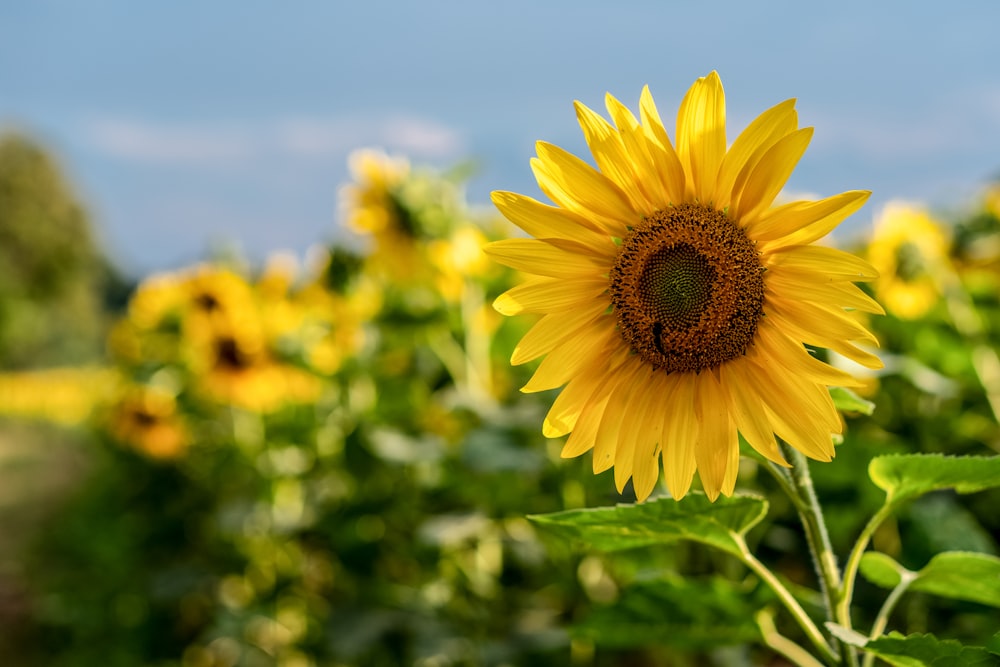 girasole giallo nella fotografia ravvicinata durante il giorno