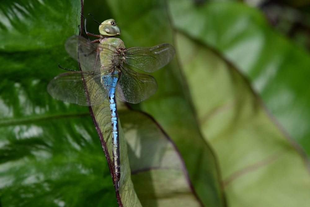 blue and black dragonfly perched on green leaf in close up photography during daytime