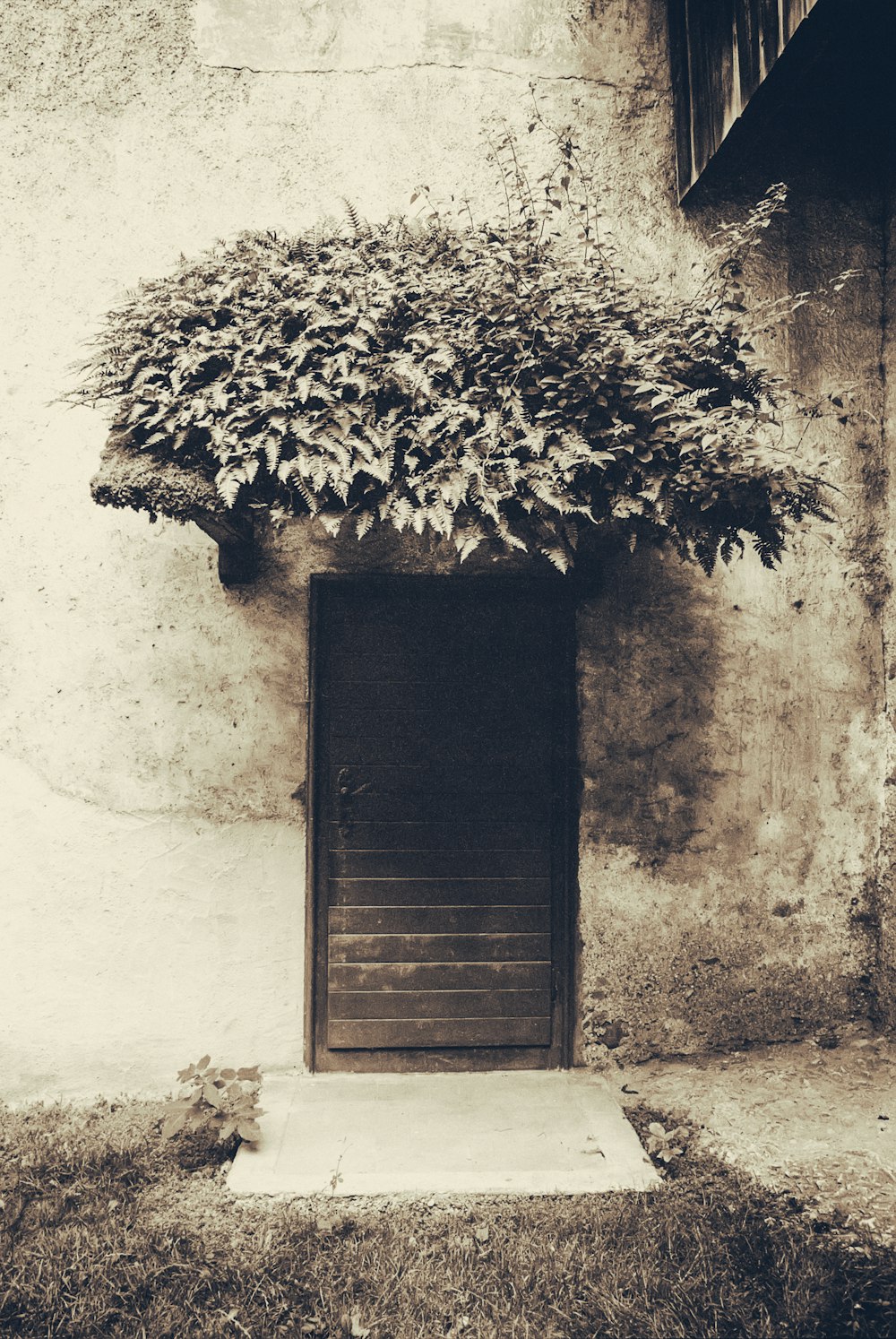 Photo en niveaux de gris d’un arbre sur un mur