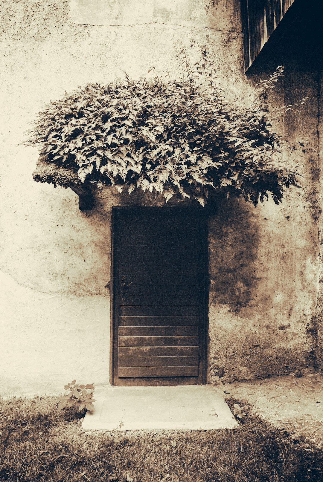 grayscale photo of tree on wall