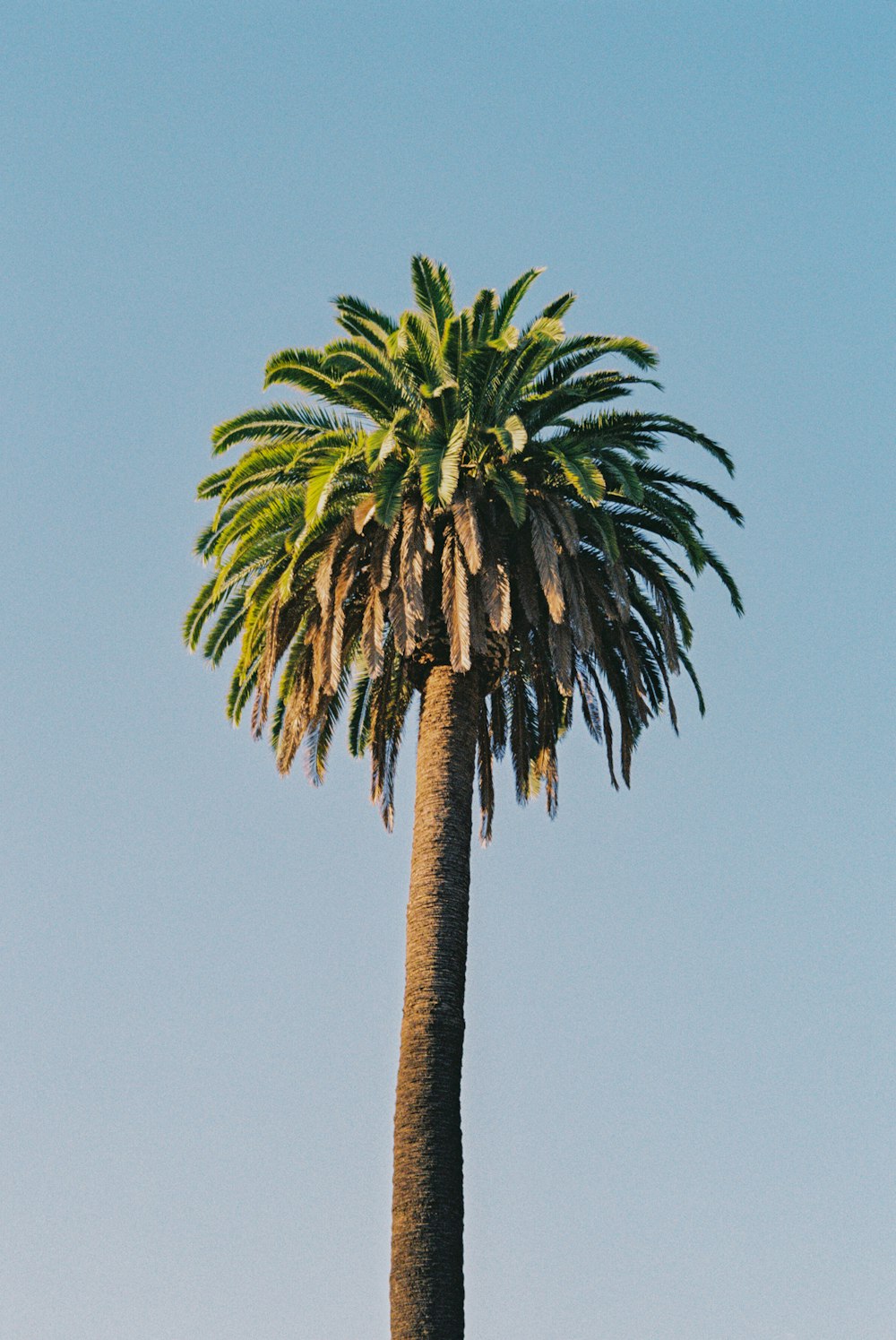 green palm tree under blue sky during daytime