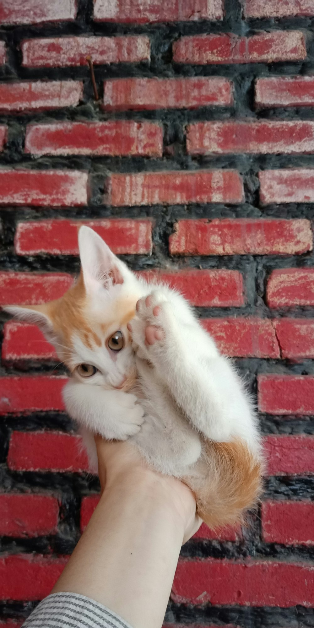 a person holding a kitten up against a brick wall
