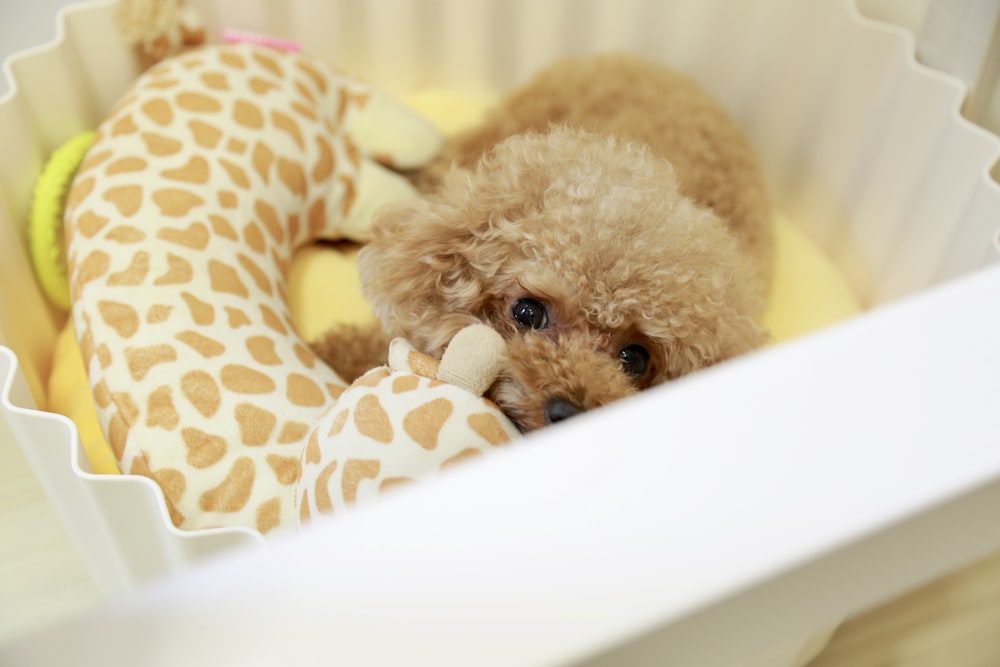brown poodle on white plastic container