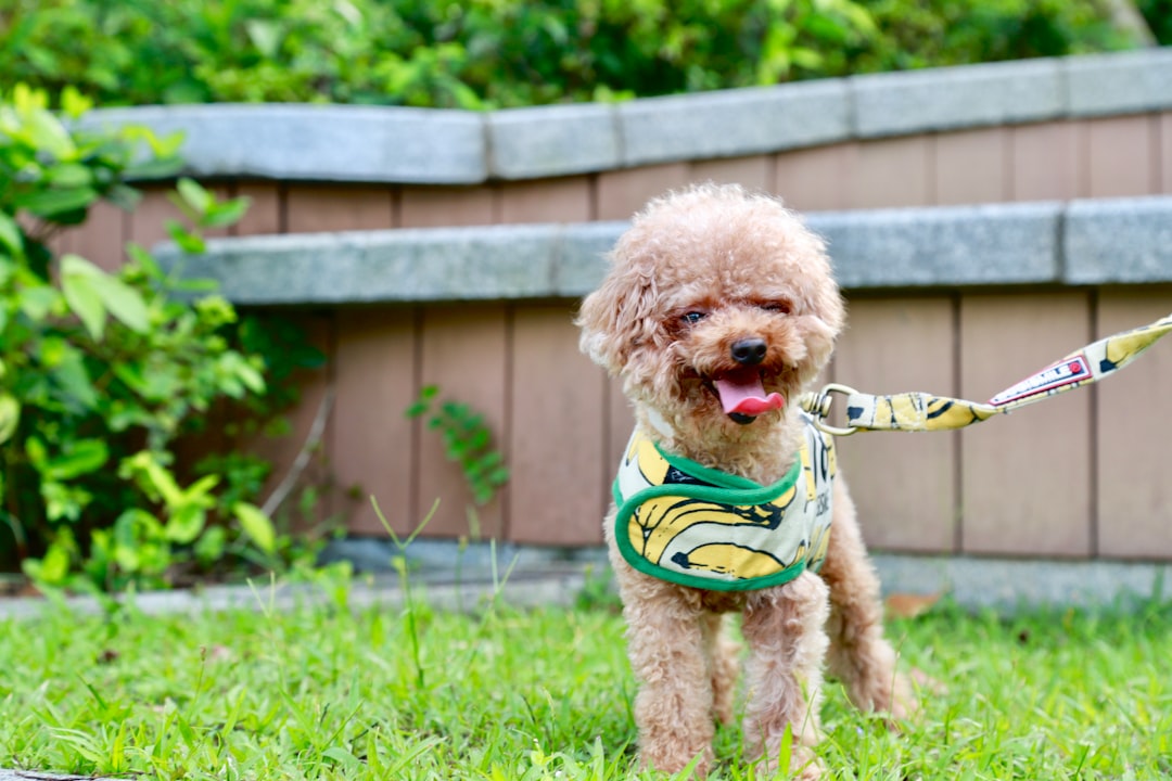 brown poodle puppy on green grass field during daytime