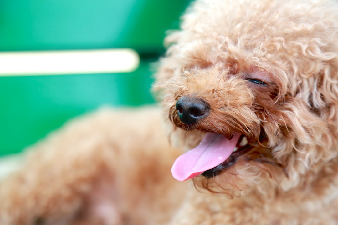 brown curly coated small dog