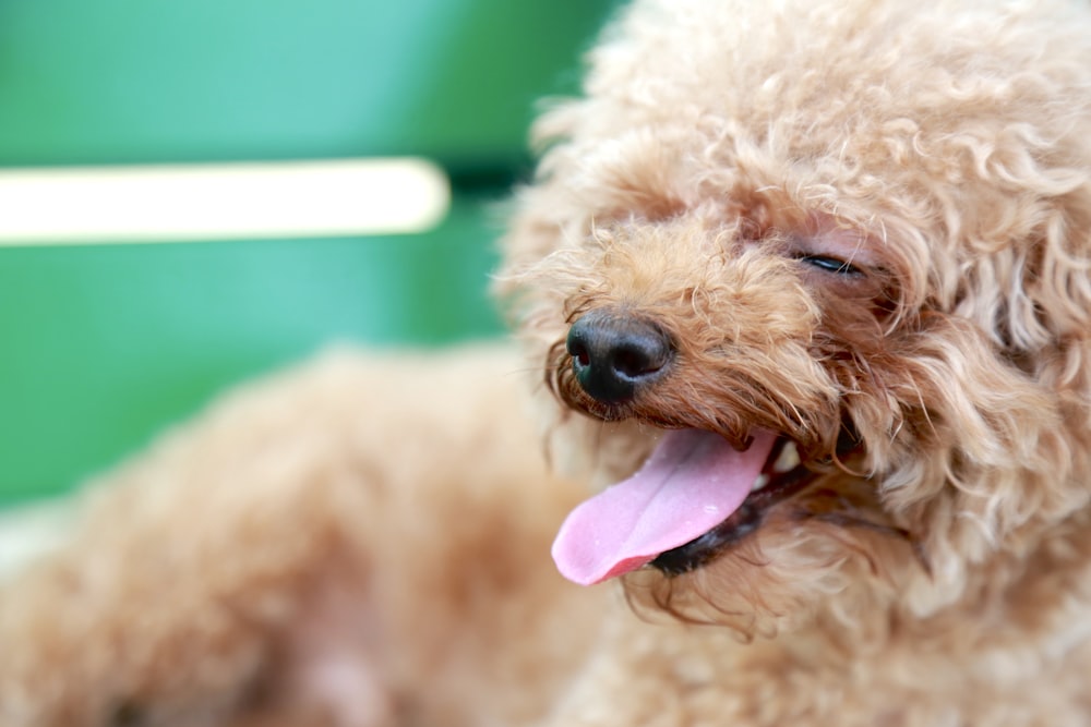 brown curly coated small dog