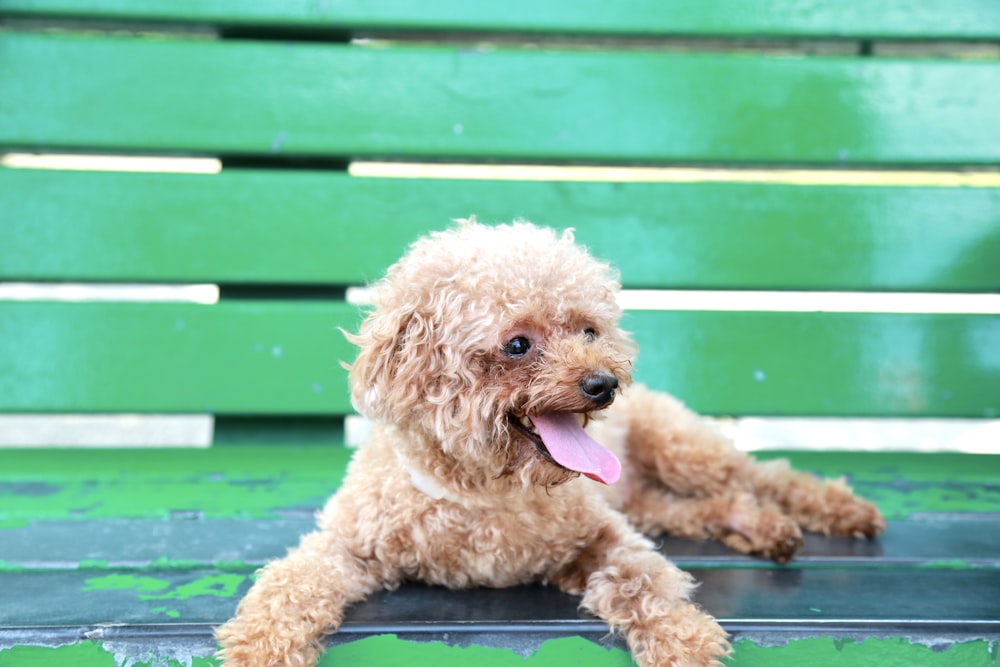brown toy poodle on green wooden bench