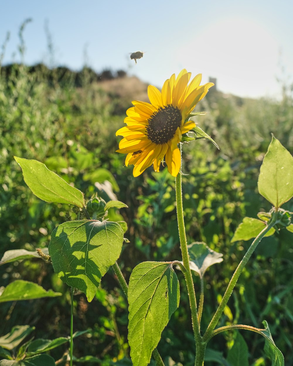 yellow sunflower in bloom during daytime