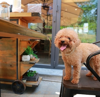 brown poodle on black and brown chair