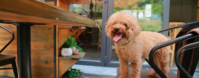 brown poodle on black and brown chair