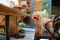 Best Pet-Friendly Cafes in Sidi Bou Said Where Your Dog Is as Welcome as You