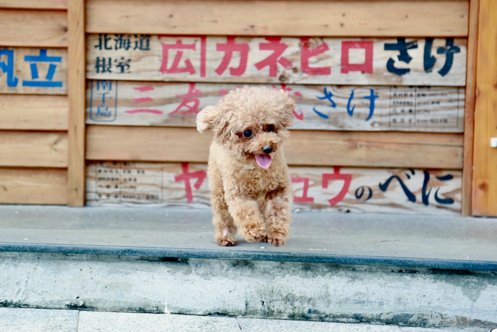 brown poodle on gray concrete floor