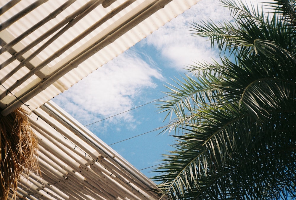 green palm tree under blue sky during daytime