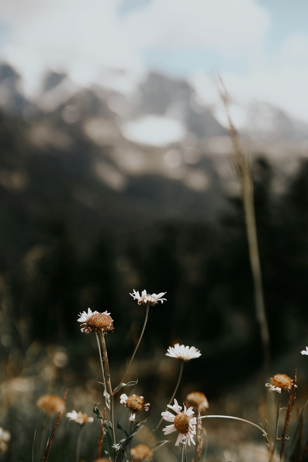 white flowers in tilt shift lens