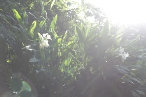 A serene outdoor scene with Ayurvedic plants growing under warm sunlight, evoking natural wellness.