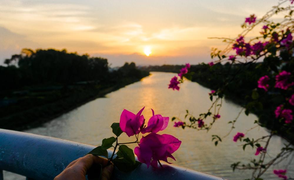 purple flower near body of water during sunset