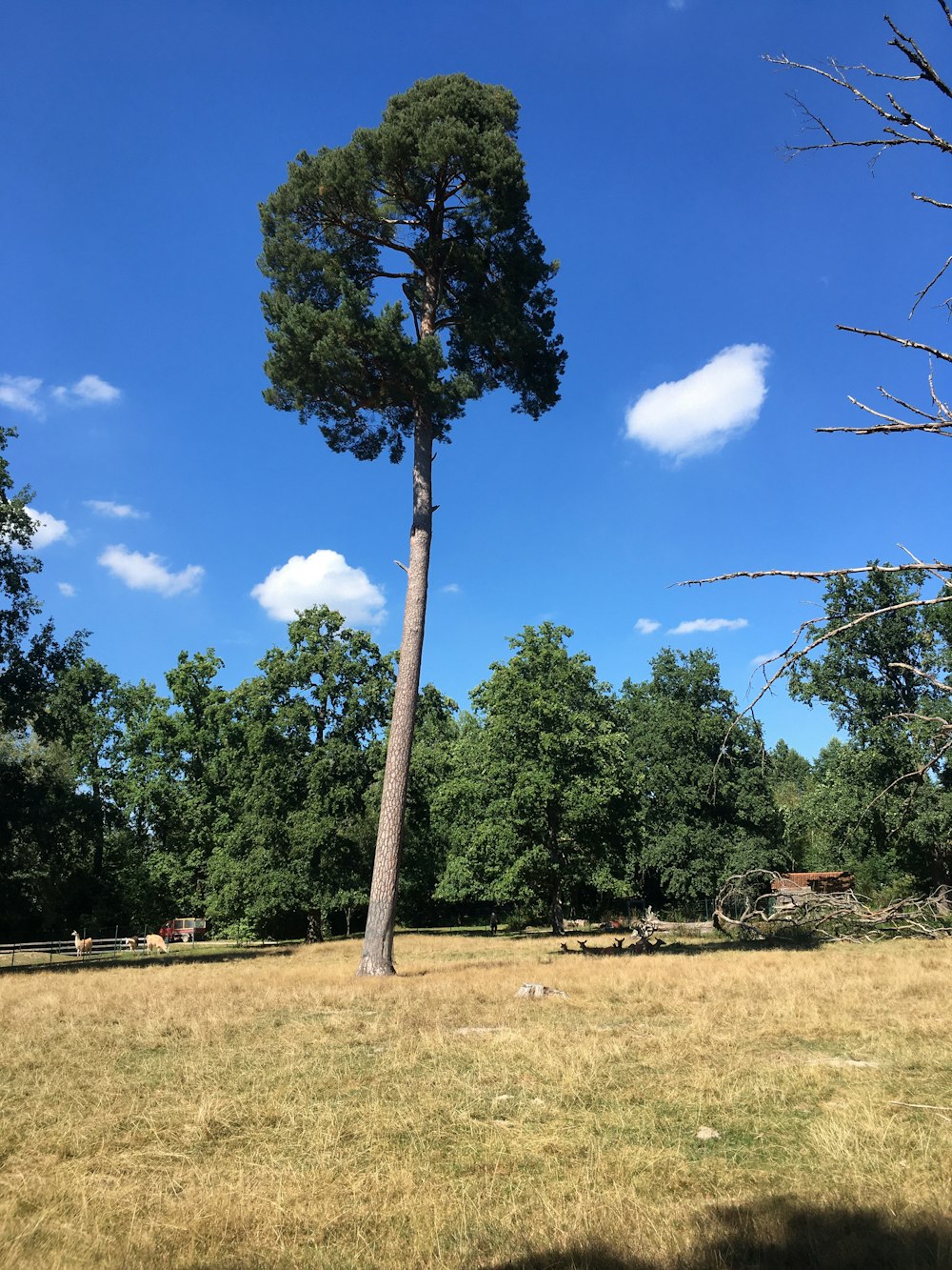 green tree on green grass field during daytime