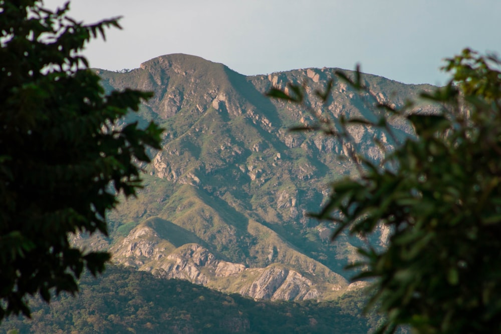 green trees near mountain during daytime