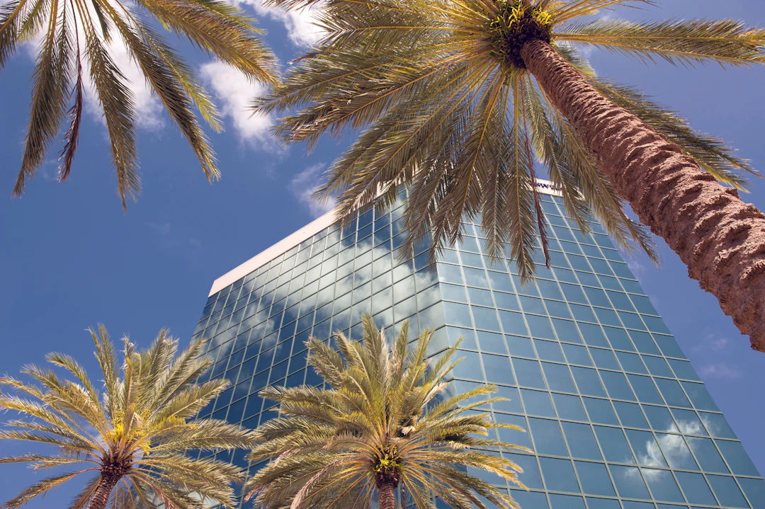 Palm tree beside a glass office tower in South Florida