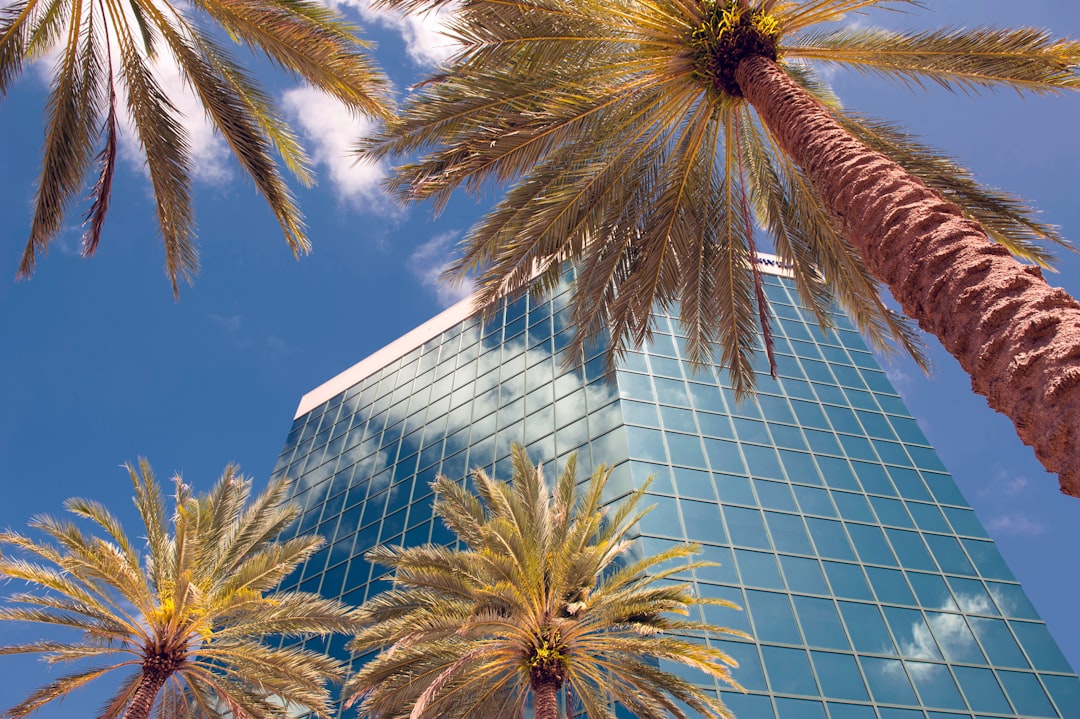 palm tree near glass building