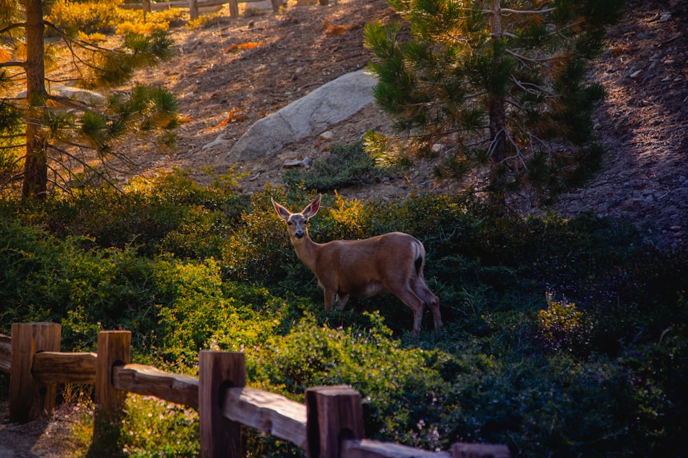 brown deer on brown wooden fence during daytime