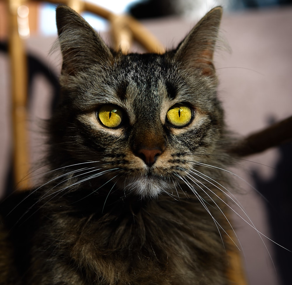 chat tigré brun sur une clôture en bois marron pendant la journée