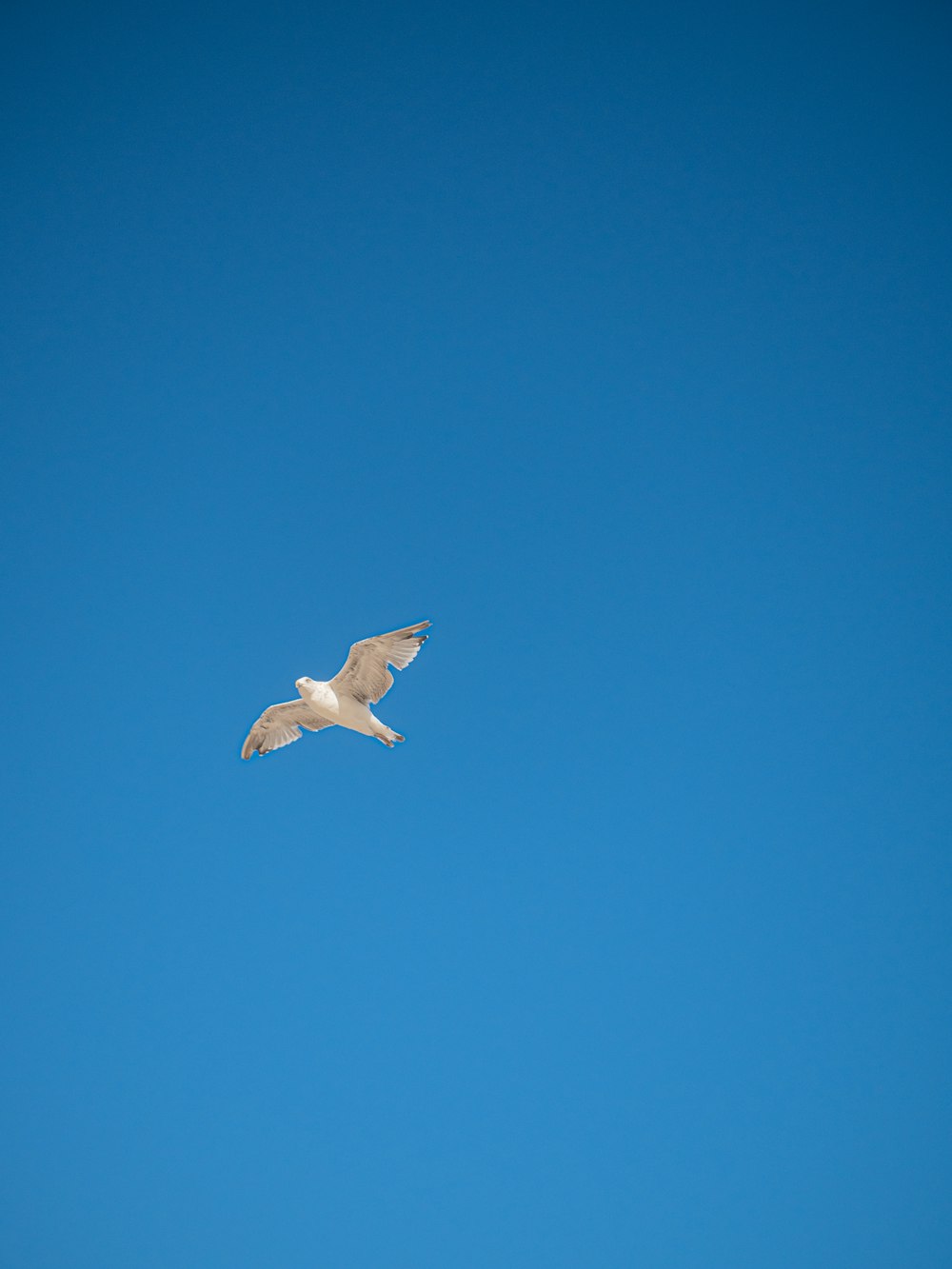 white bird flying under blue sky during daytime